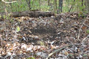 Deer+Scrapes HuntingLife - Hunting Whitetail Deer Scrapes: A Game of Chance?
