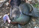 MY BEST TURKEY HUNT EVER  By Paul Bambara