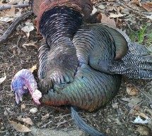 MY BEST TURKEY HUNT EVER  By Paul Bambara