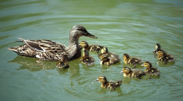 Mallard brood original edited 1024x682 615x340 Home