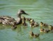 Mallard brood original edited 150x150 76x59 Home