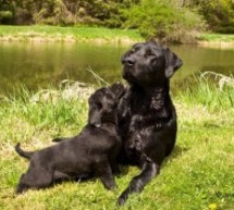 How Dogs Changed My Life by Jeff Fuller of SportingDog Adventures