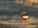 RMEF to Fund Conservation Projects in 12 Oregon Counties