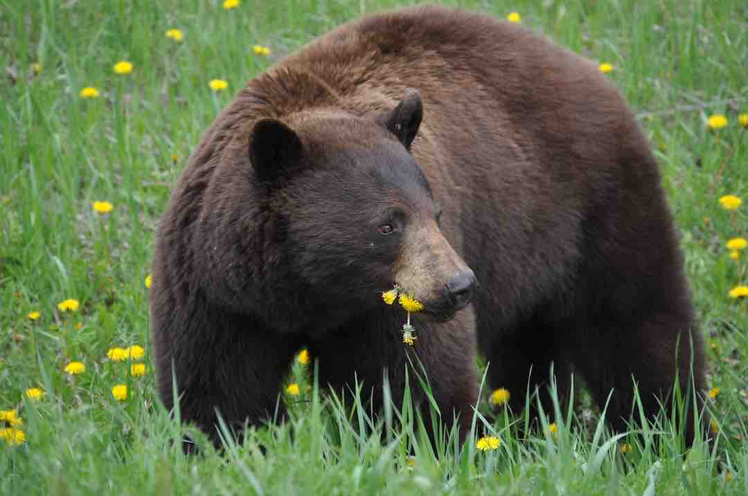 New Jersey Bear Hunt