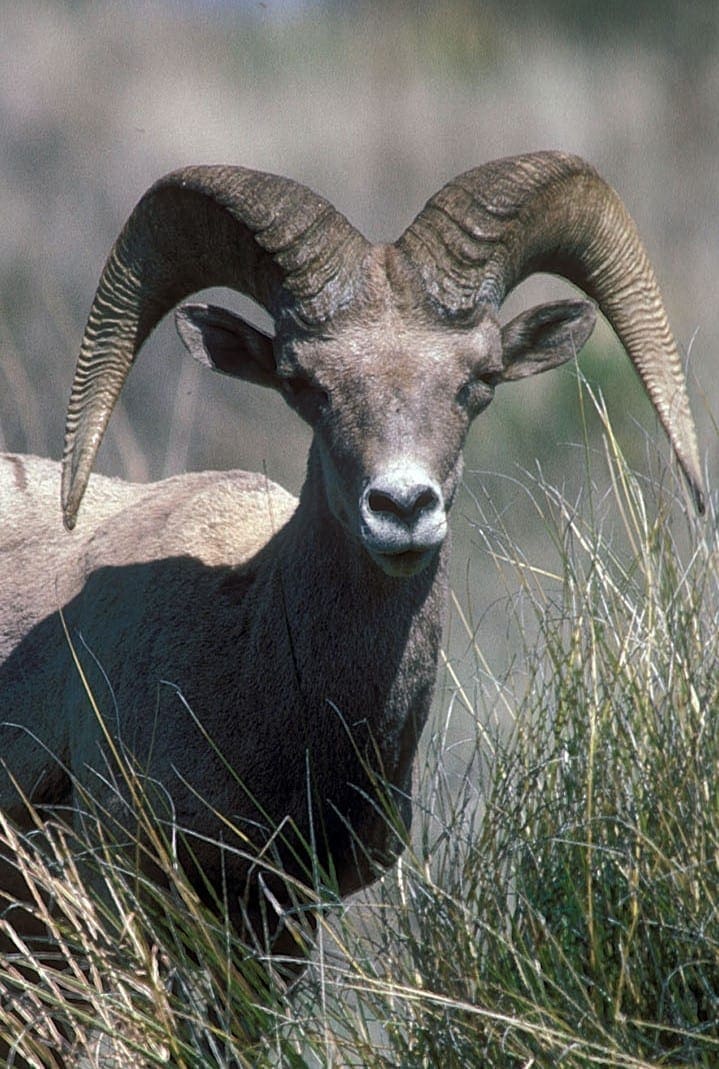 Texas Bighorn Sheep Tag Available for 2018 Draw