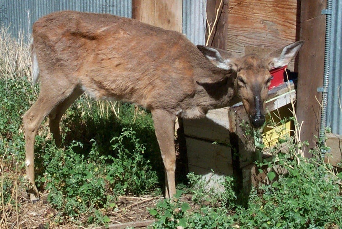 Deer infected with CWD