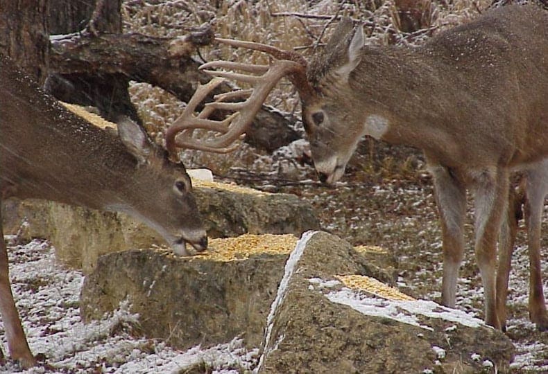 Deer Baiting/Feeding Ban in Place in Most Counties to Protect Wisconsin