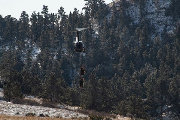 Bighorn sheep captures aid research