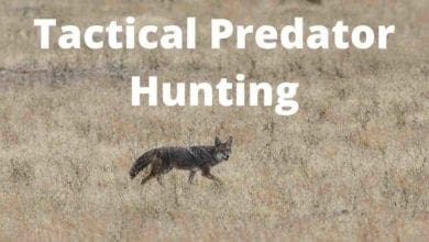 Tactical Predator Hunting Coyote in Grass