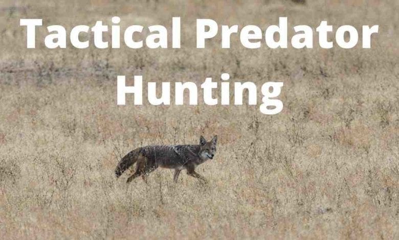 Tactical Predator Hunting Coyote in Grass