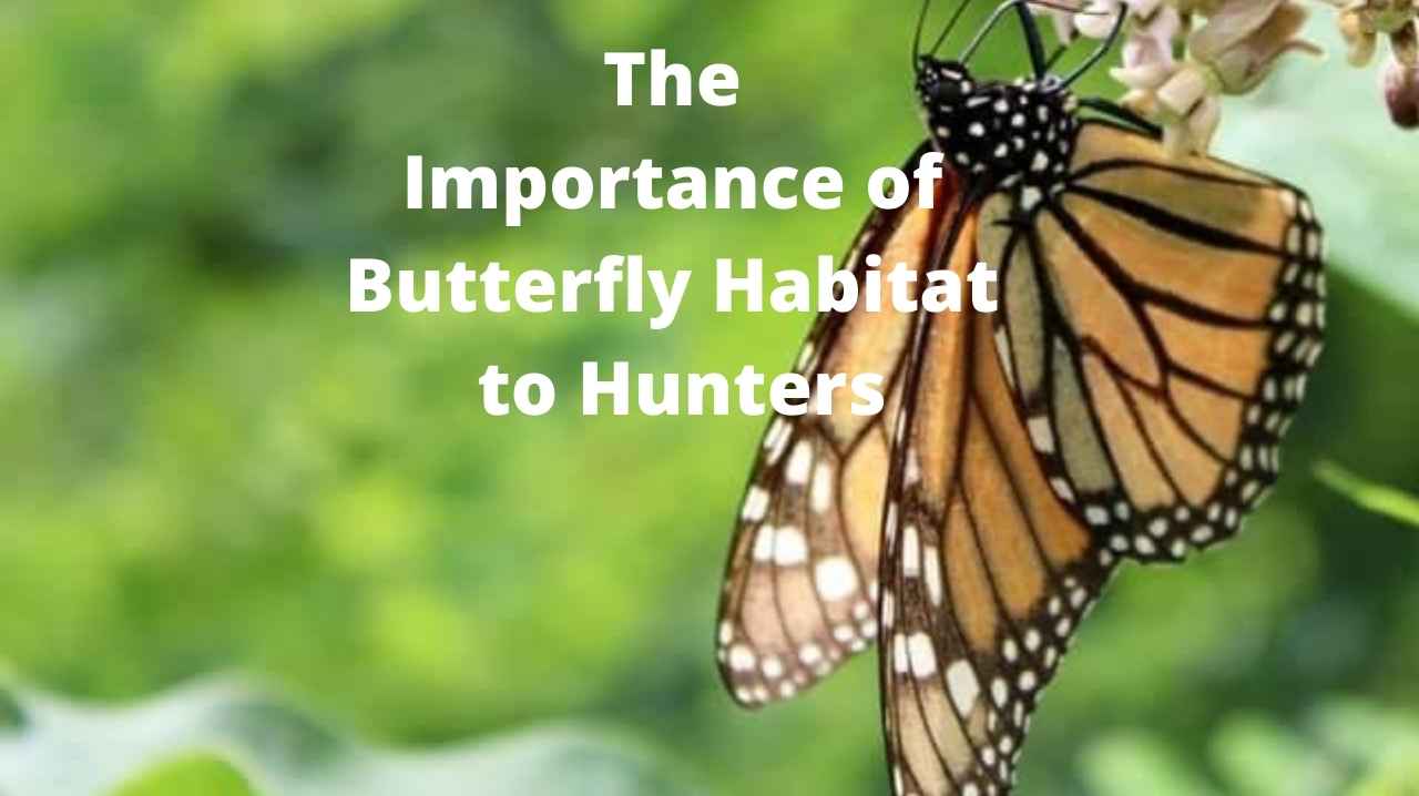 The importance of butterfly habitat to hunters
