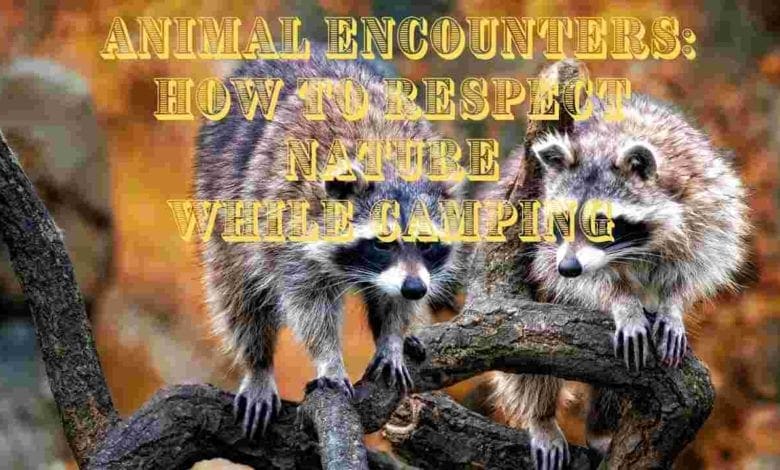 Animal Encounters: How To Respect Nature While Camping