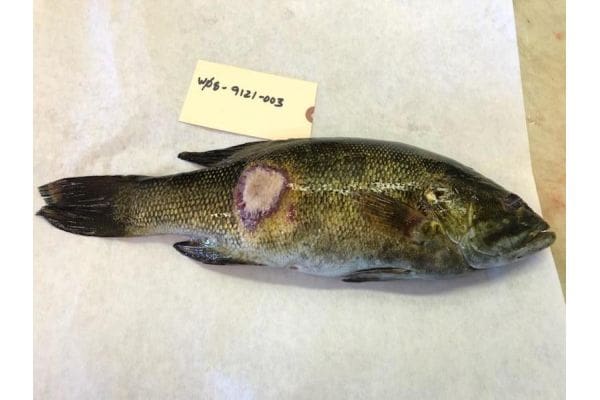 DNR confirms recent discovery of largemouth bass virus in smallmouth bass taken from Door County waters.
