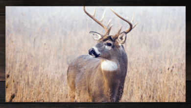 Whitetail Deer