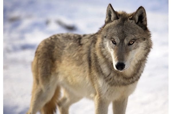 Following a U.S. District court’s ruling on Feb. 10 returning wolves in the lower 48 states to the Federal Endangered Species List, Wisconsin is not authorized to implement a wolf harvest season. / Photo Credit: iStock.com / Lynn_Bystrom