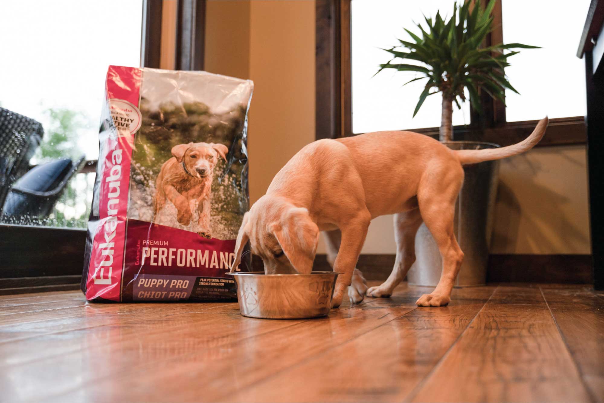 is it ok for a puppy to eat senior dog food