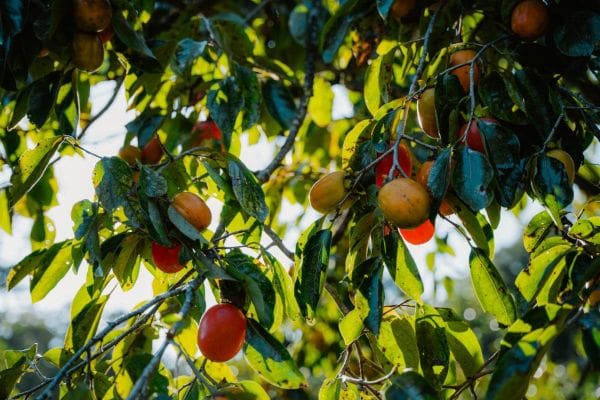 Create a Whitetail Sanctuary - Cover Trees for Bedding - Chestnut Hill ...