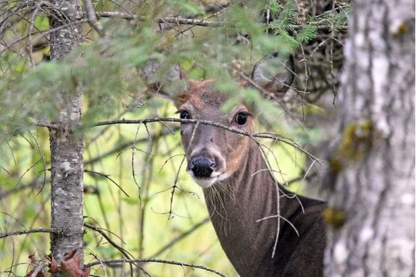 Placing bait to hunt deer or feeding deer for viewing is banned by state law in certain counties due to the presence of CWD.