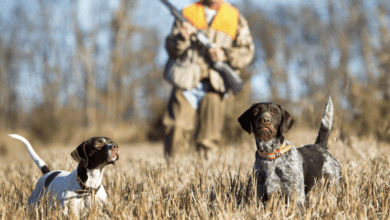 Hunting Dogs in Field