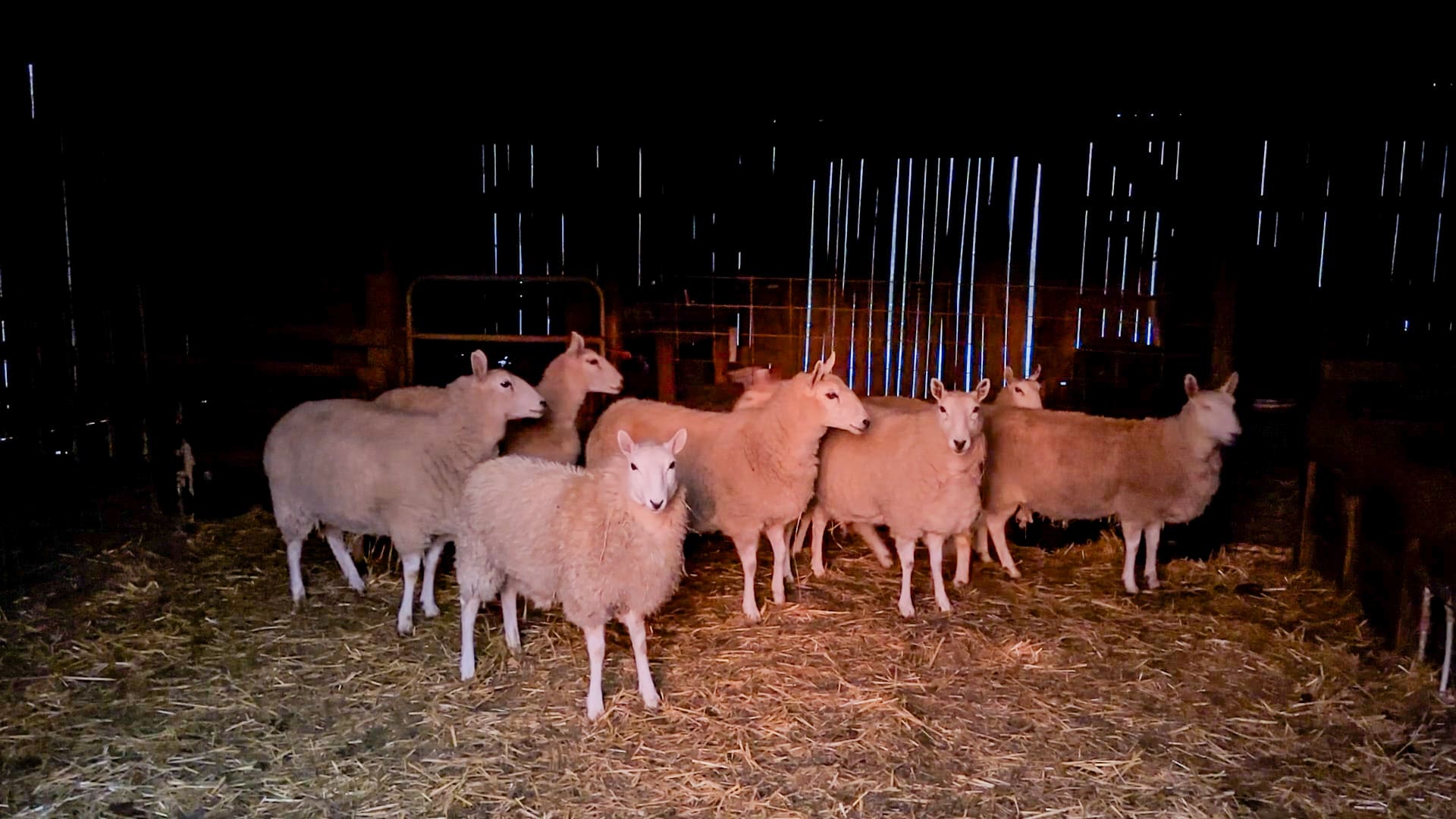 sheep
