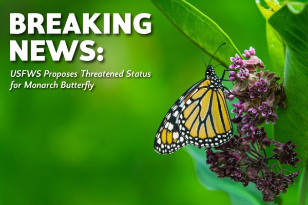 USFWS Proposes Threatened Status for Monarch Butterfly Under Endangered Species Act