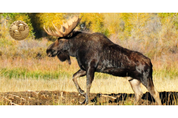 Boone and Crockett Club Expands Boundary for Shiras’ Moose to Include Nevada