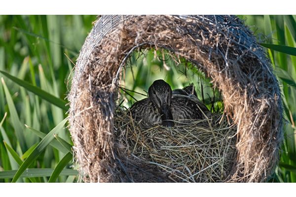 Delta Waterfowl Expands Hen House Program to Produce More Mallards