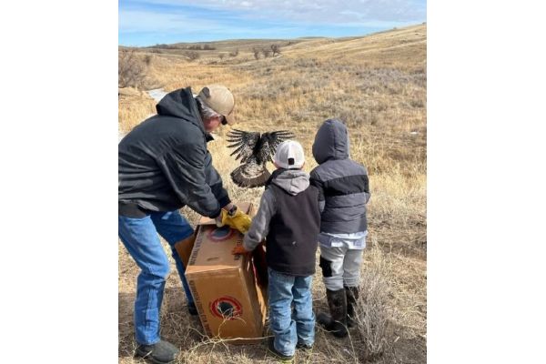 Urban Turkeys Relocated to Strengthen Populations in Eastern Wyoming