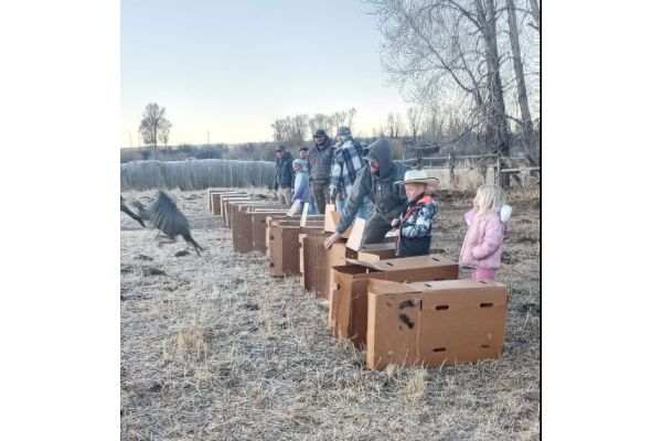 Utah Transfers Wild Turkeys to Nevada to Support Population Recovery