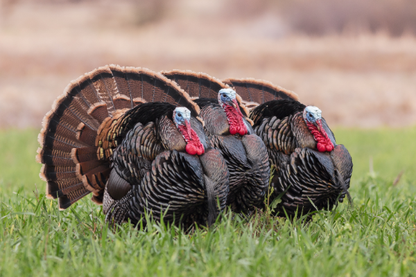 Conservationists Secure Another Victory for Science-Based Wildlife Management in Colorado