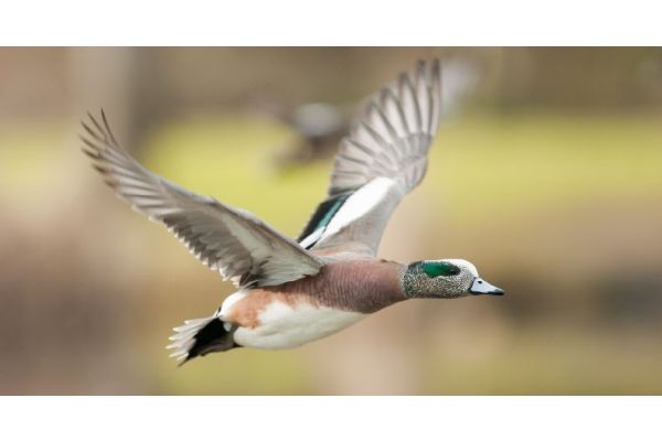 Ducks Unlimited Announces 2025 Wetland Conservation Achievement Award Winners