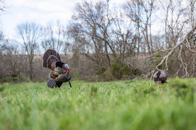 Avian-X Reveals Must-Haves for Turkey Hunters: HDR Turkey Decoys and X-Factor Motion System