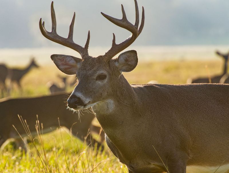 Chestnut Hill Outdoors Announces Spring 2025 Shipments to Select Rural King and Walmart Locations by May 7th