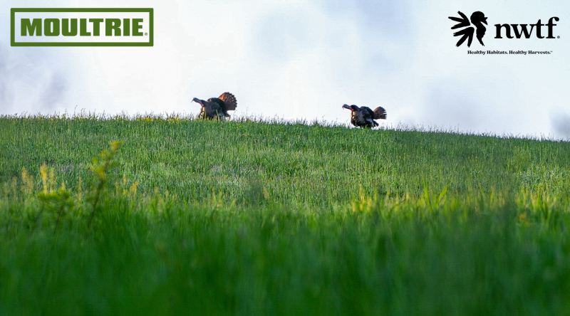 Moultrie Joins NWTF’s Habitat for the Hatch Initiative 