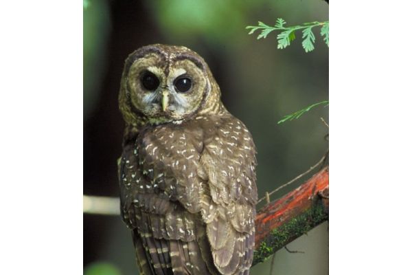 NWTF and USDA Forest Service Expand Restoration Work in Klamath River WUI with Seiad Thin Project