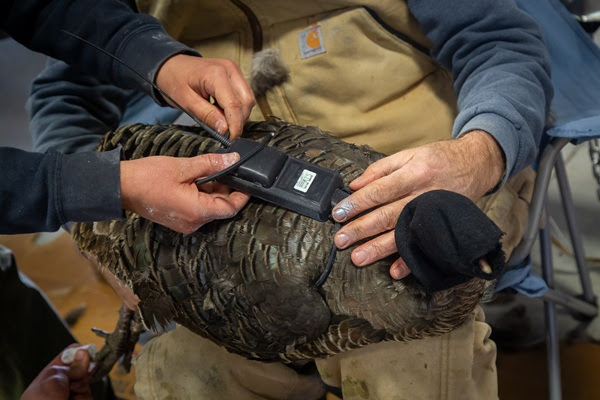 Ongoing Wild Turkey Research Seeks to Better Understand Predator Communities in Kansas