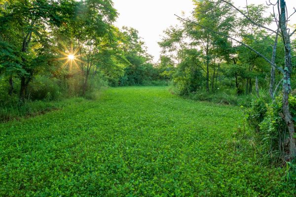 Food Plots on a Dime