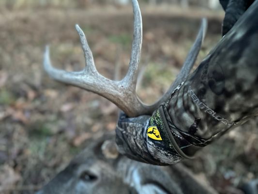 About That Antler Growth…