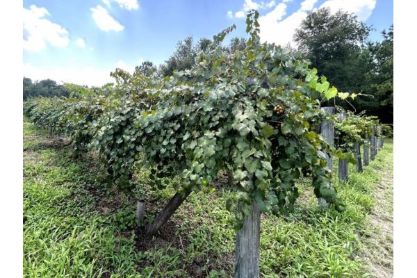 Chestnut Hill Outdoors Grapes: Soft Mast Solutions for Wildlife and Landowners