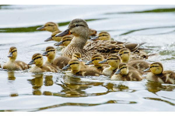 North Dakota Breeding Waterfowl Survey Shows Drier Wetland Conditions, Fewer Ducks