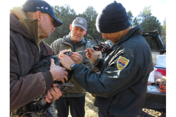 Revolutionizing Turkey Conservation in Arizona: How GPS Tech and Soft Releases Are Changing the Game