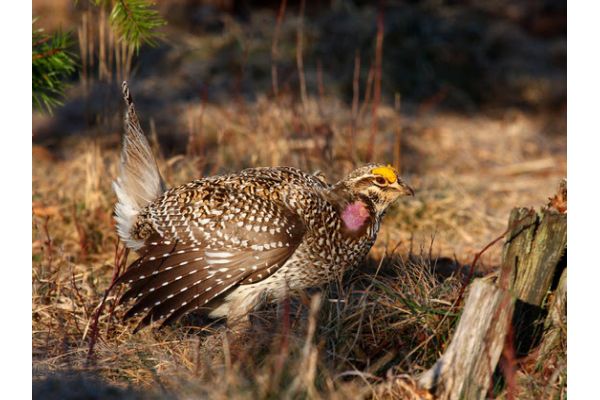 DNR Announces Sharp-Tailed Grouse Hunting Season For Fall 2025