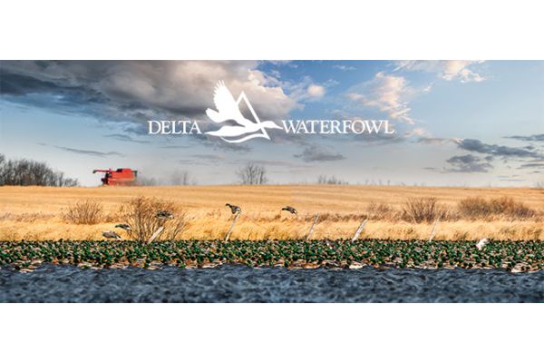 Delta Waterfowl’s Fundraising Campaign Nets 4 Million to Produce More Ducks