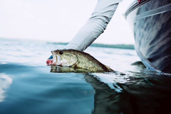 Post-Spawn Through Summer Smallies