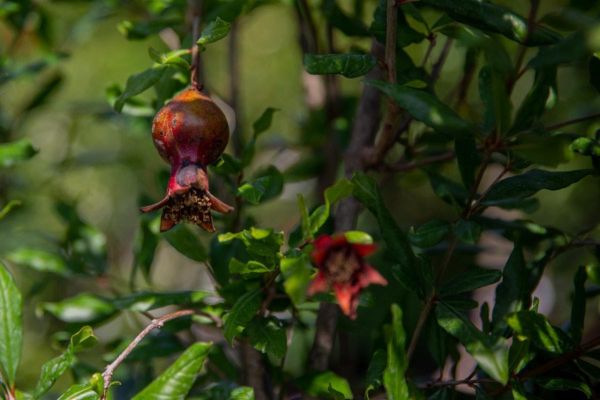 Boost Habitat Diversity with Pomegranates from Chestnut Hill Outdoors