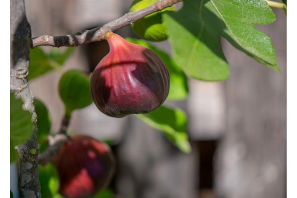 Figs That Feed: Chestnut Hill Outdoors Adds Sweet Soft Mast to Wildlife Orchards