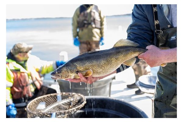 DNR Seeking Public Input On Franklin LakeWalleye Rehabilitation Project
