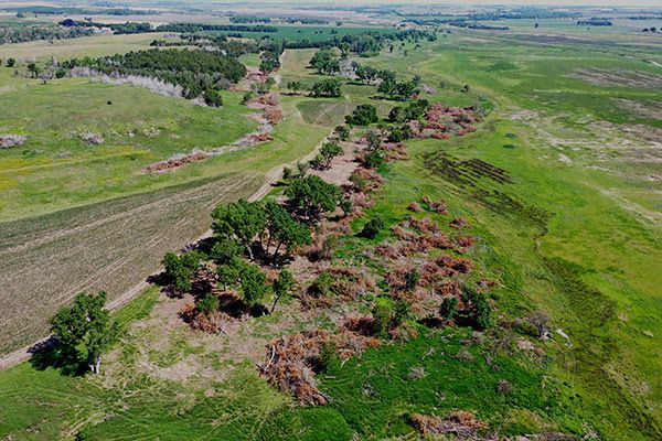 Partnership Restores Wild Turkey Habitat at Jamestown Wildlife Area