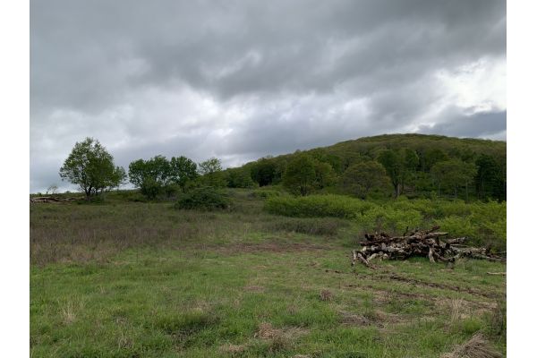 Turkey Habitat Restoration Revives Appalachian Ecosystems