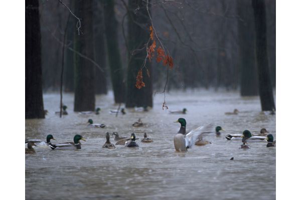White River National Wildlife Refuge Announces Major Wetland Enhancement Initiative to Restore Critical Migratory Bird Habitat